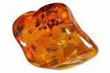 Detailed Fossil Fly (Diptera) In Baltic Amber #163527-1